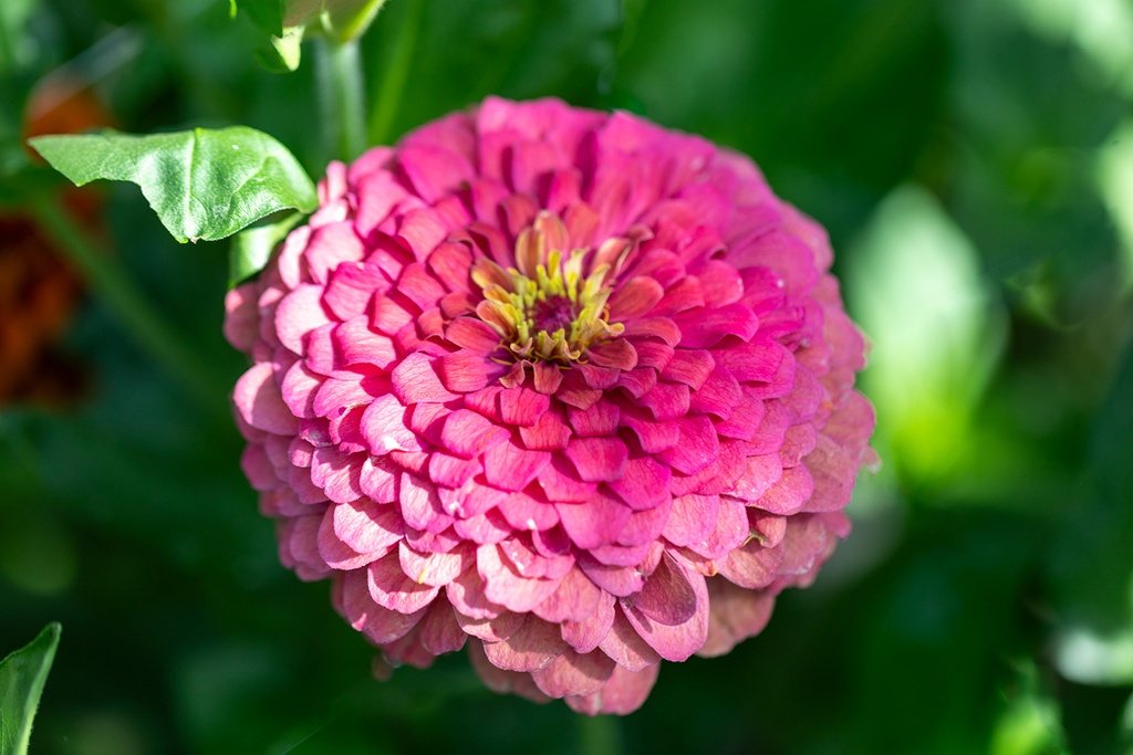 Zinnia FlorisToilet Waterフローリス【未開封】50ml Zinnia FlorisToilet Waterフローリス【未開封】50ml Zinnia